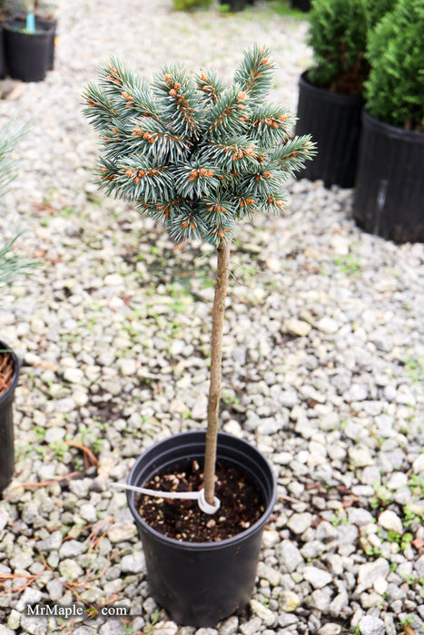 Picea pungens ‘Blue Pearl' Miniature Colorado Blue Spruce