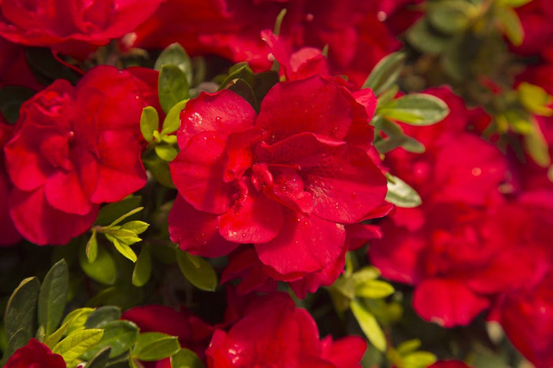 Azalea 'Autumn Bonfire®' Encore Red Azalea