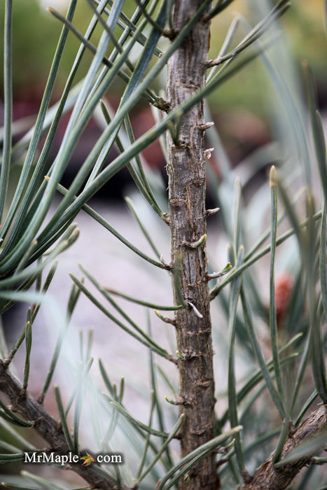 Pinus sylvestris 'Bonna' Blue Scots Pine