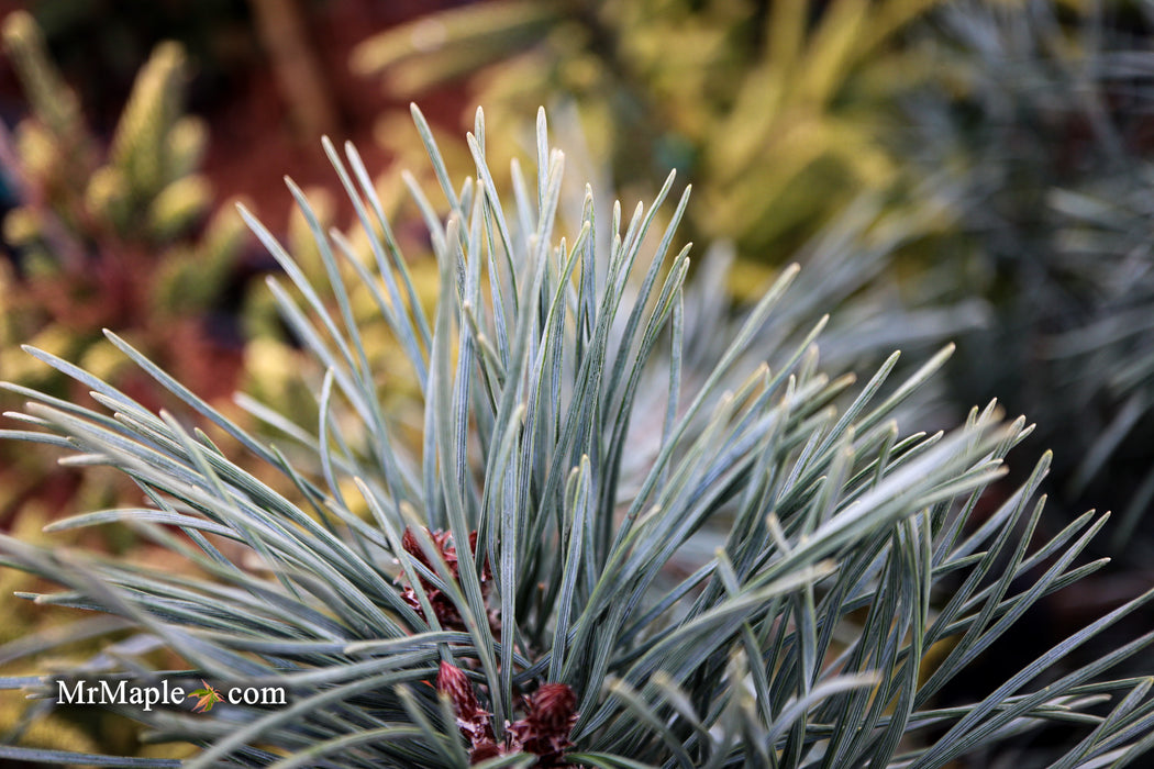 Pinus sylvestris 'Bonna' Blue Scots Pine