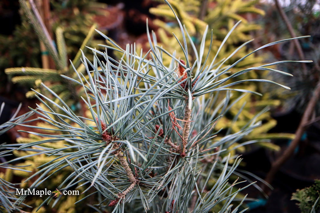 Pinus sylvestris 'Bonna' Blue Scots Pine