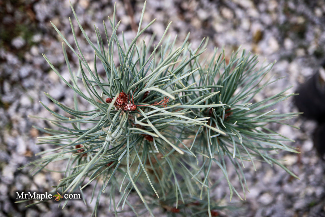 Pinus sylvestris 'Bonna' Blue Scots Pine