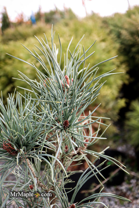 Pinus sylvestris 'Bonna' Blue Scots Pine