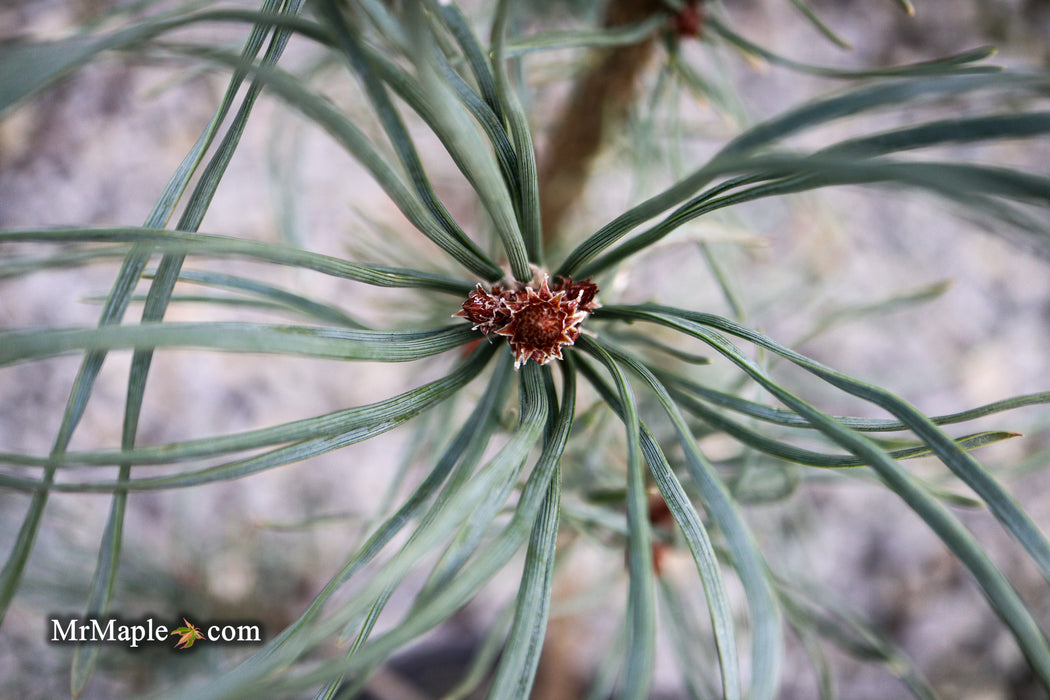 Pinus sylvestris 'Bonna' Blue Scots Pine