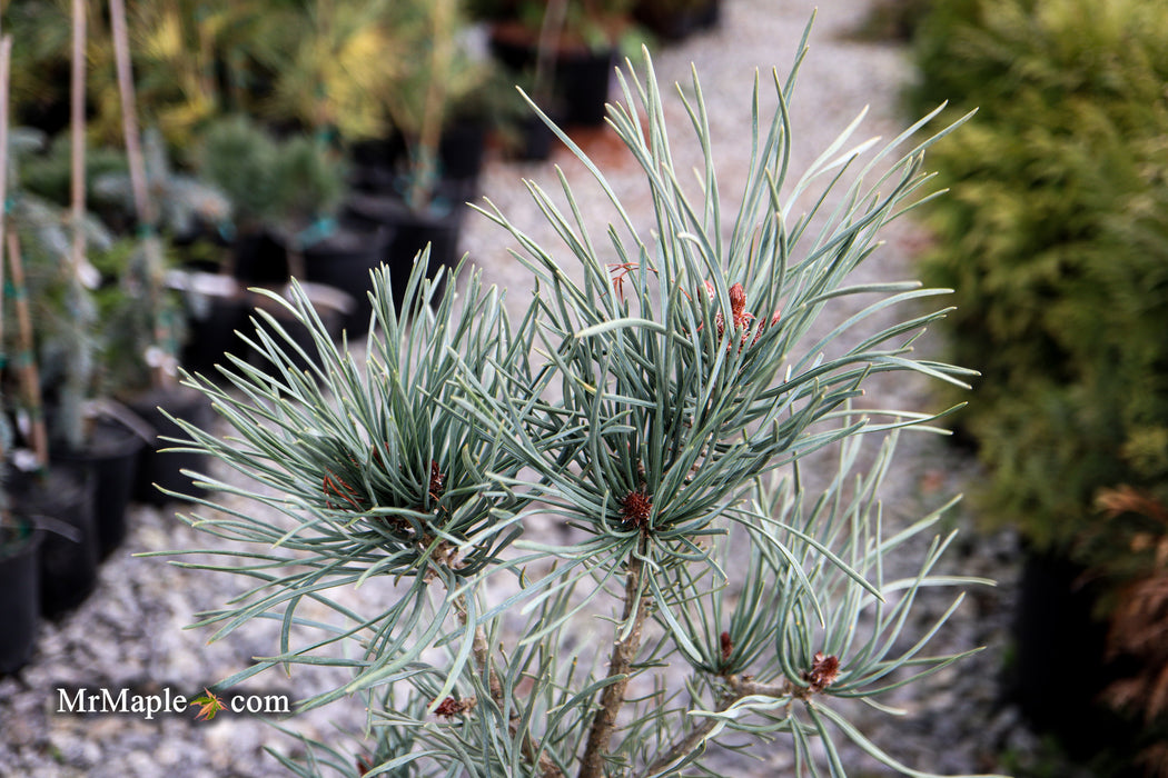 Pinus sylvestris 'Bonna' Blue Scots Pine