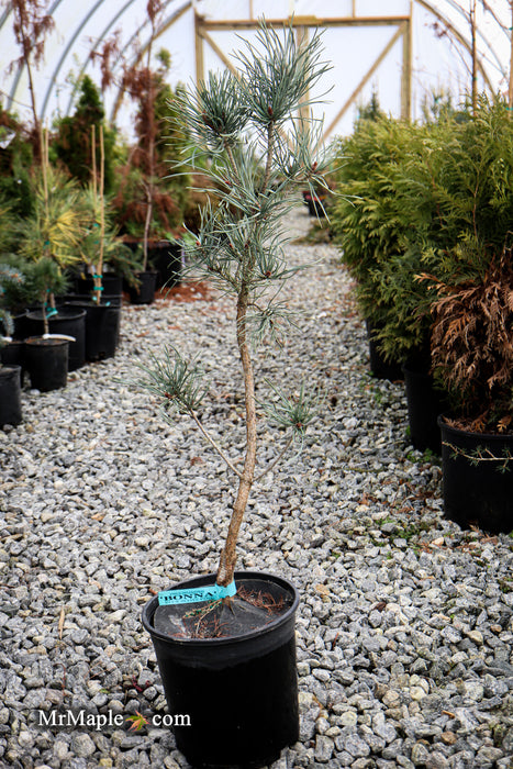 Pinus sylvestris 'Bonna' Blue Scots Pine