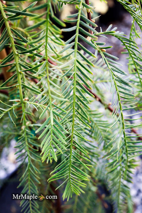 Metasequoia glyptostroboides 'Bonsai' Dwarf Weeping Dawn Redwood
