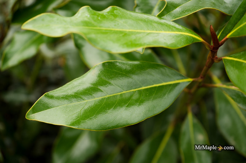 Magnolia grandiflora 'Bracken’s Brown Beauty' Compact Evergreen Magnolia