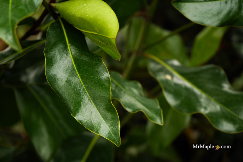 Magnolia grandiflora 'Bracken’s Brown Beauty' Compact Evergreen Magnolia