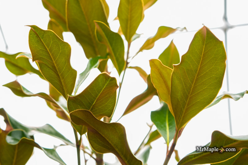 Magnolia grandiflora 'Bracken’s Brown Beauty' Compact Evergreen Magnolia