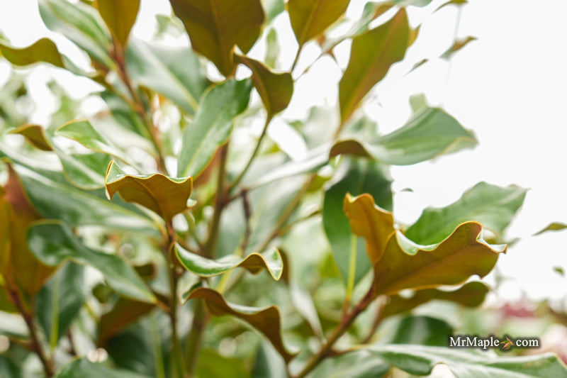 Magnolia grandiflora 'Bracken’s Brown Beauty' Compact Evergreen Magnolia