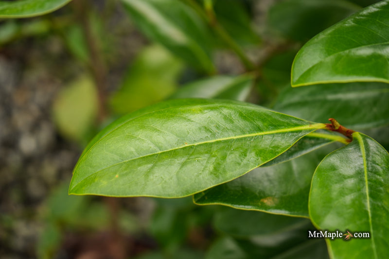 Magnolia grandiflora 'Bracken’s Brown Beauty' Compact Evergreen Magnolia