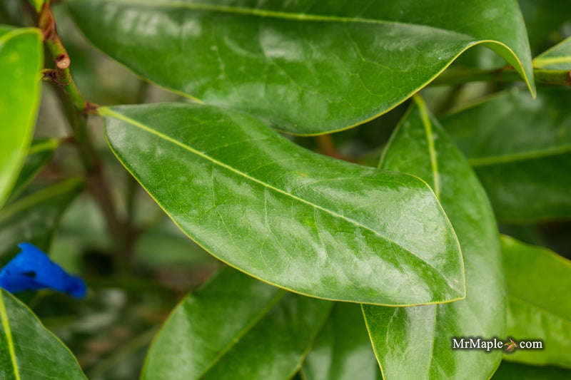 Magnolia grandiflora 'Bracken’s Brown Beauty' Compact Evergreen Magnolia