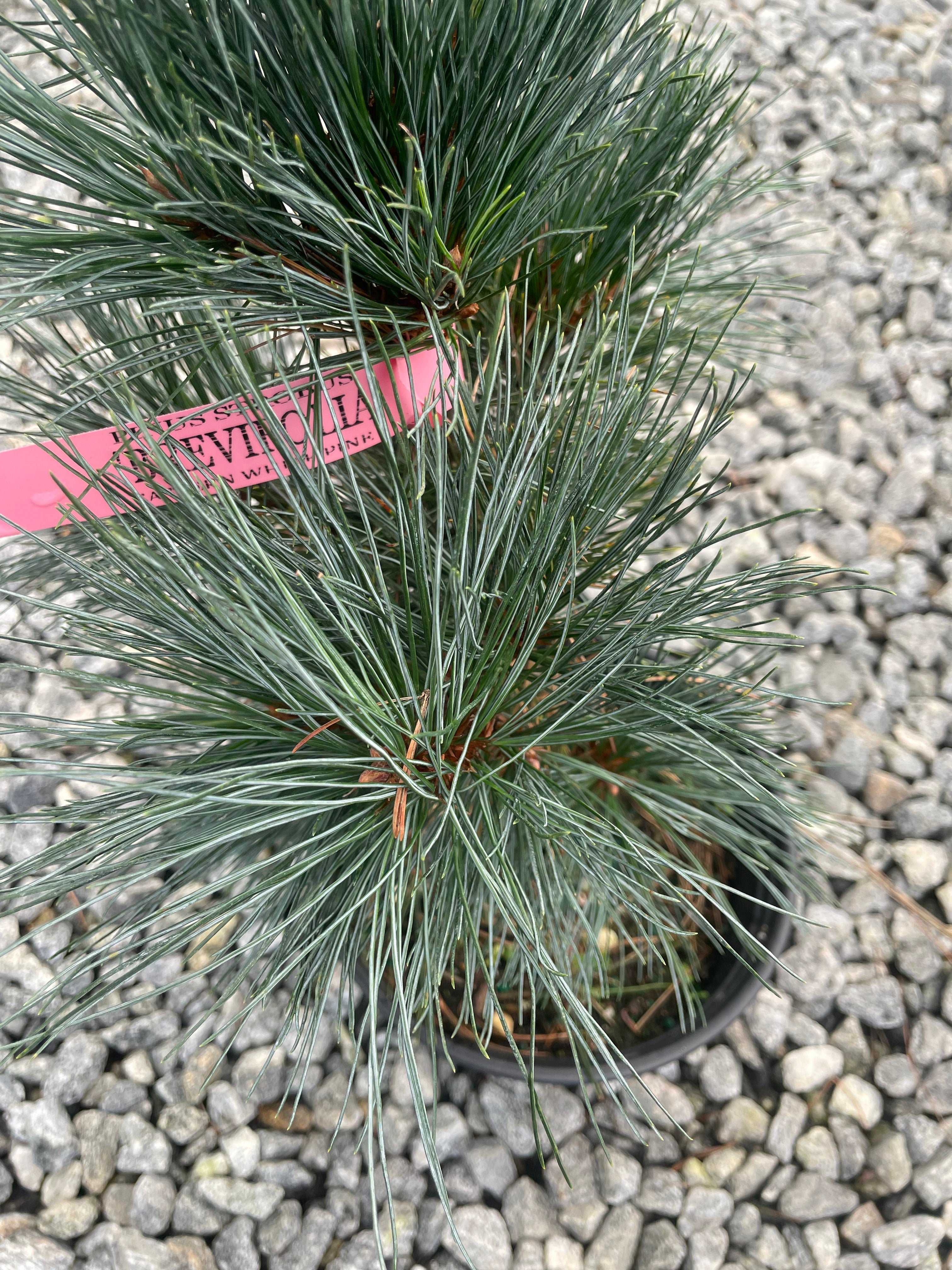 Pinus strobus 'Brevifolia' Eastern White Pine - Thumbnail 2