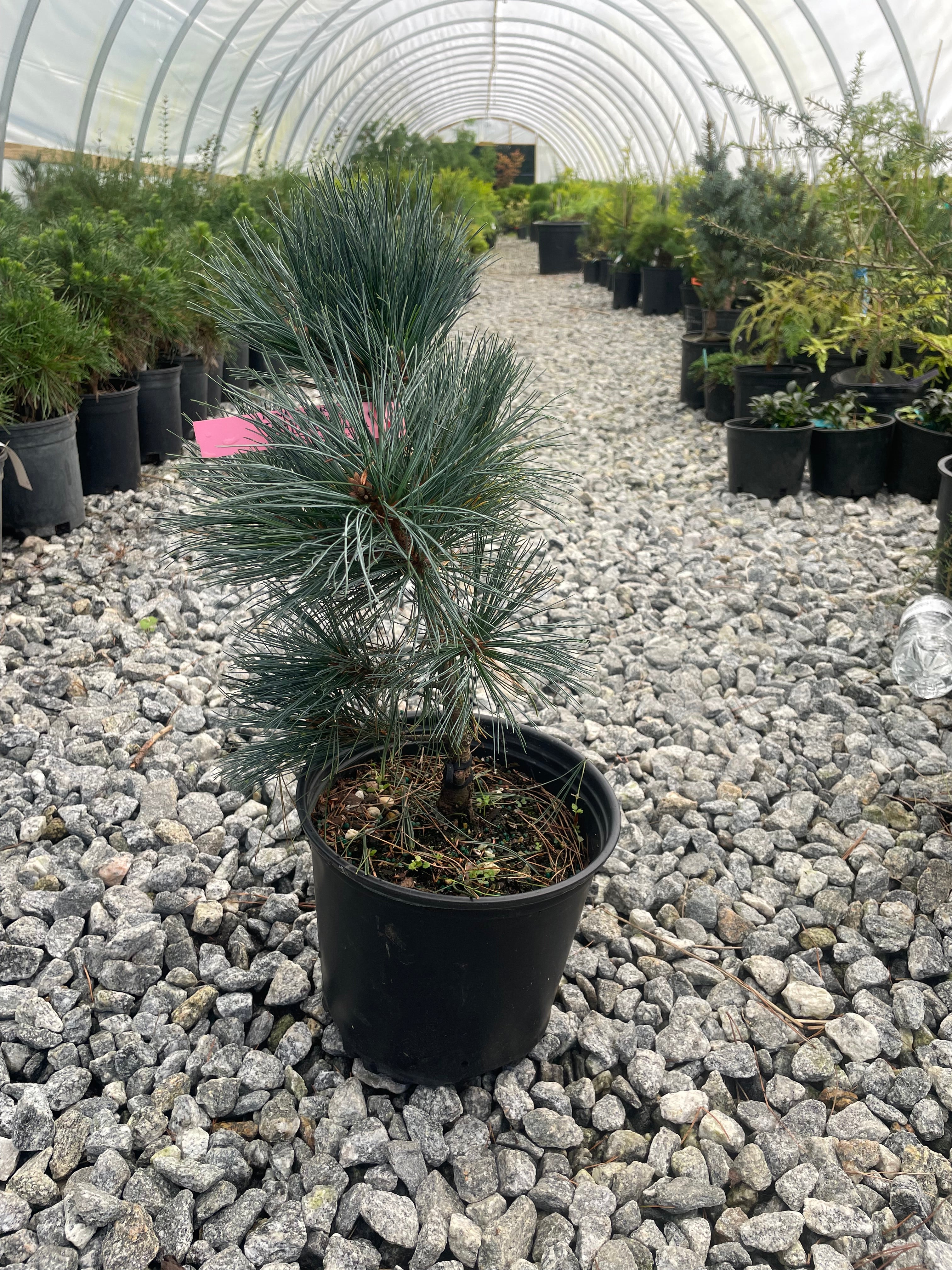 Pinus strobus 'Brevifolia' Eastern White Pine
