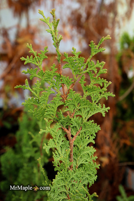 Thuja occidentalis 'Brobeck's Tower' Emerald Arborvitae