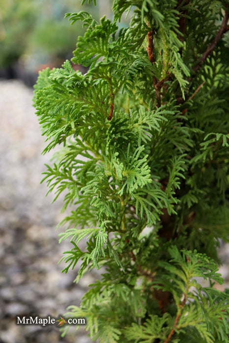 Thuja occidentalis 'Brobeck's Tower' Emerald Arborvitae