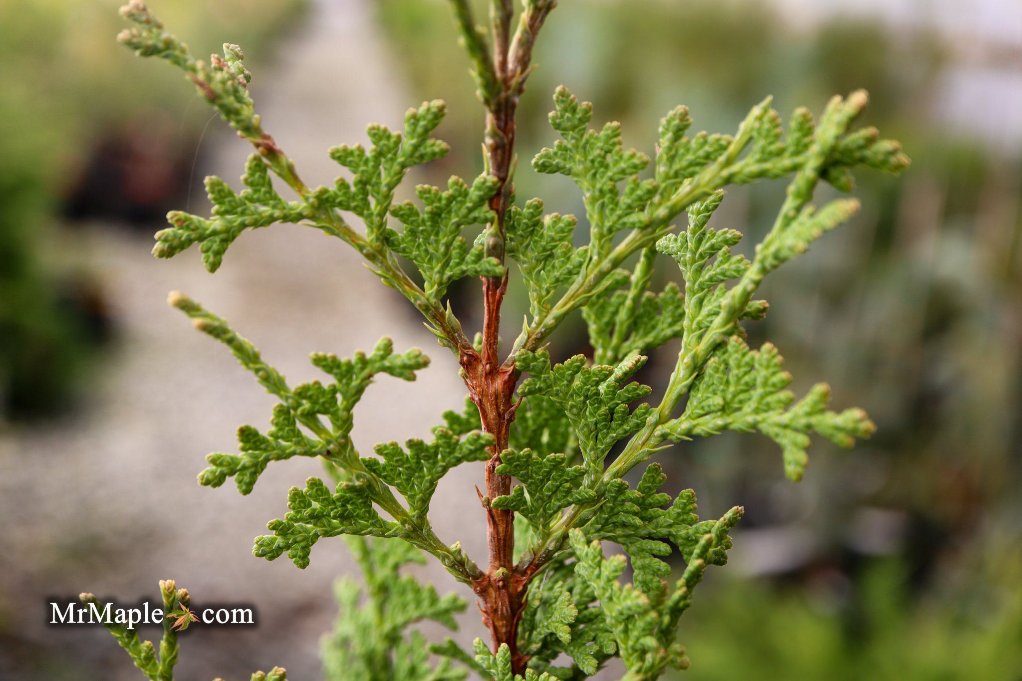 Buy Thuja occidentalis 'Amber Ghost' Eastern Arborvitae — Mr Maple