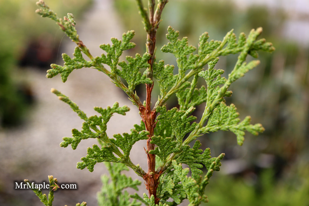 Thuja occidentalis 'Brobeck's Tower' Emerald Arborvitae