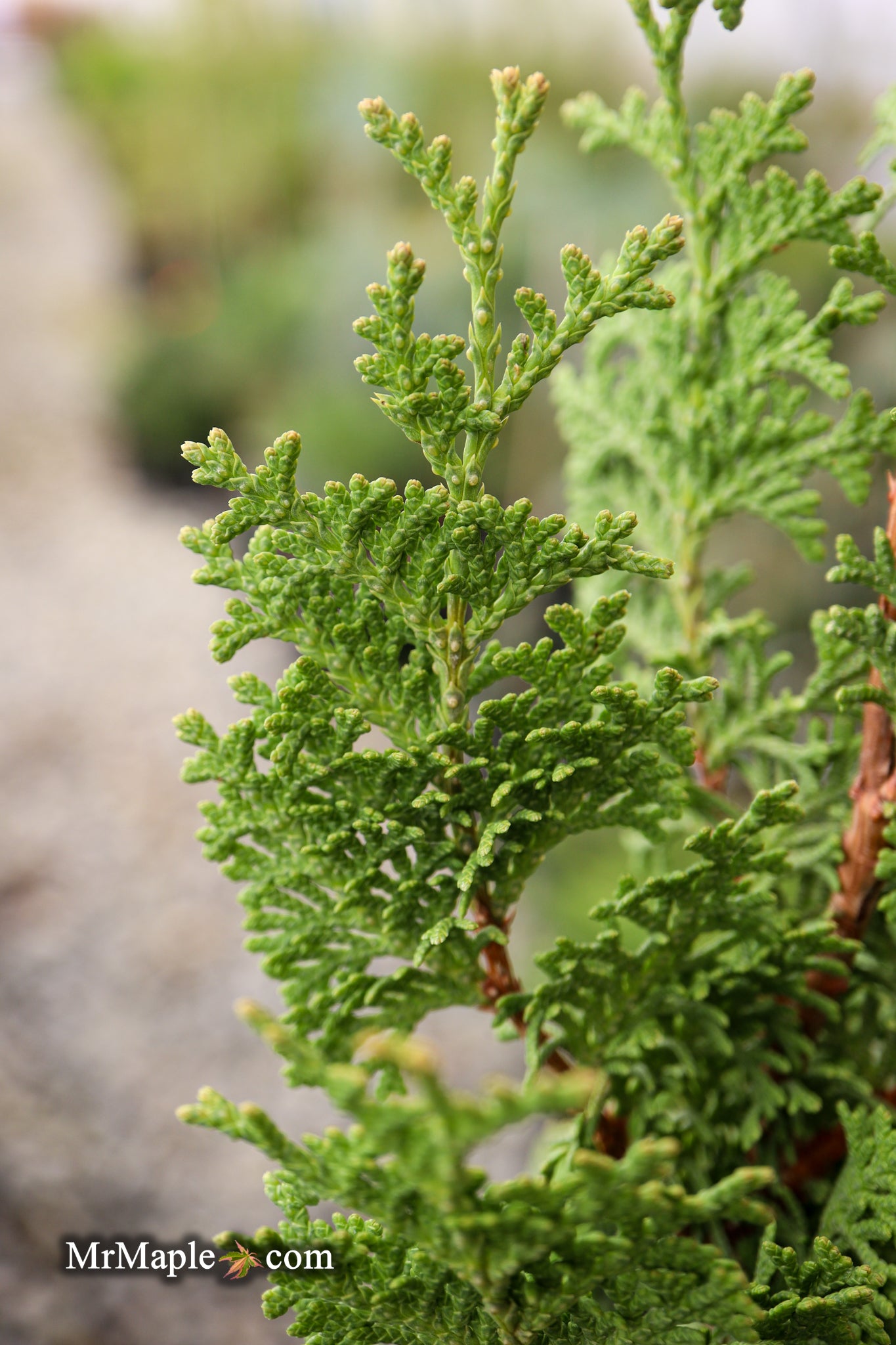 Buy Thuja occidentalis 'Amber Ghost' Eastern Arborvitae — Mr Maple