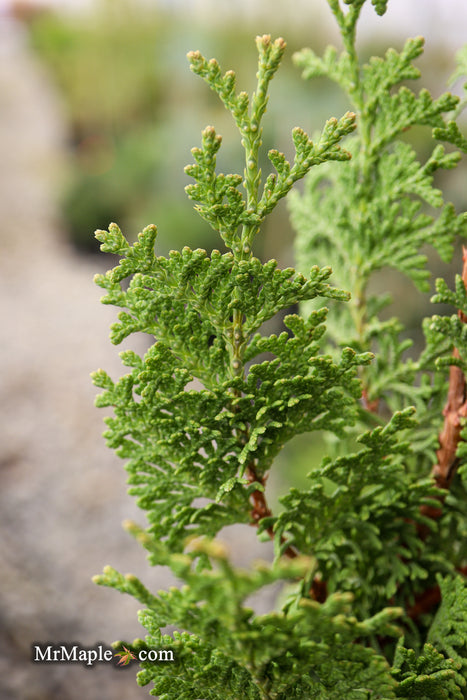 Thuja occidentalis 'Brobeck's Tower' Emerald Arborvitae