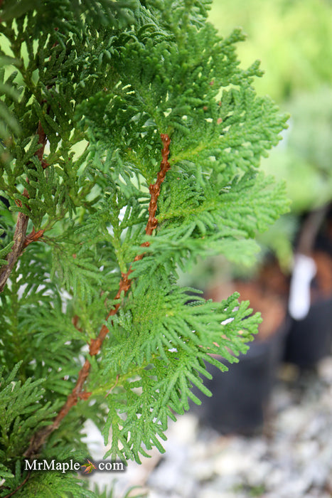 Thuja occidentalis 'Brobeck's Tower' Emerald Arborvitae