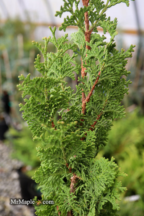 Thuja occidentalis 'Brobeck's Tower' Emerald Arborvitae