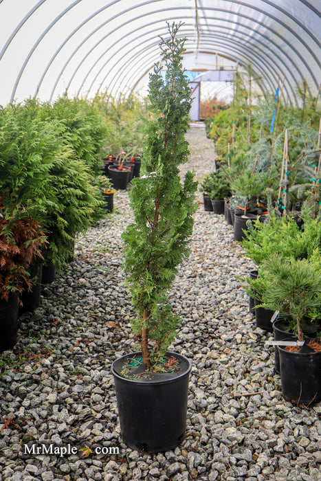 Thuja occidentalis 'Brobeck's Tower' Emerald Arborvitae