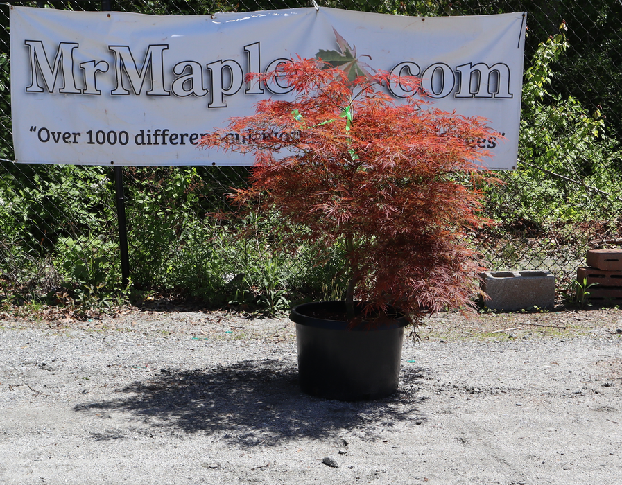 FOR PICKUP ONLY | Acer palmatum 'Brocade' Japanese Maple | DOES NOT SHIP