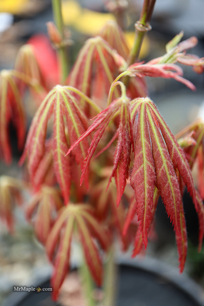 Acer shirasawanum 'Bronze Age' Bronze Full Moon Japanese Maple
