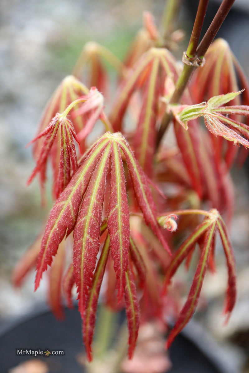 Acer shirasawanum 'Bronze Age' Bronze Full Moon Japanese Maple