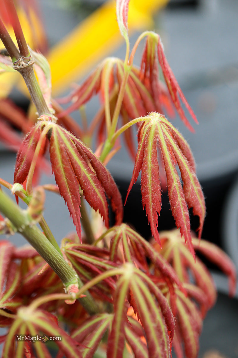 Acer shirasawanum 'Bronze Age' Bronze Full Moon Japanese Maple