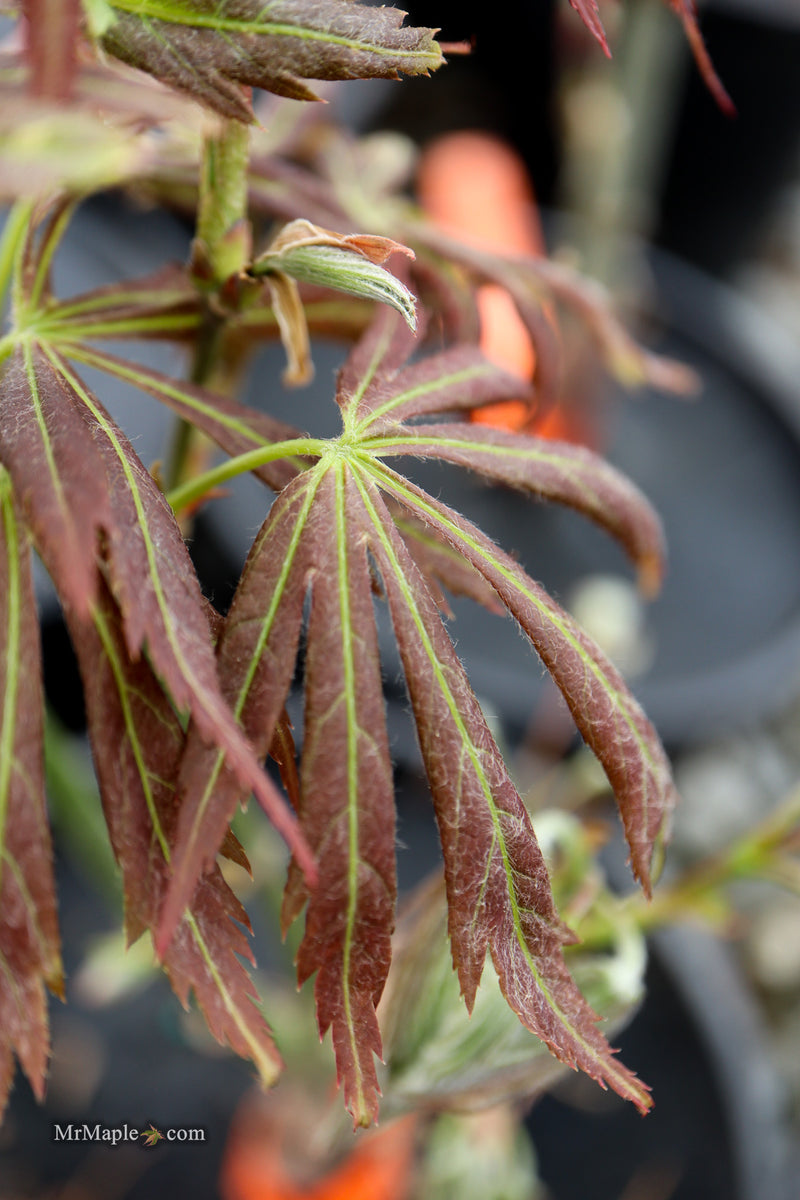 Acer shirasawanum 'Bronze Age' Bronze Full Moon Japanese Maple