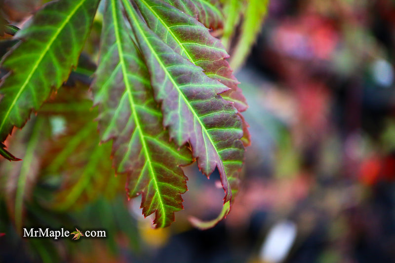 - Acer shirasawanum 'Bronze Age' Bronze Full Moon Japanese Maple - Mr Maple │ Buy Japanese Maple Trees