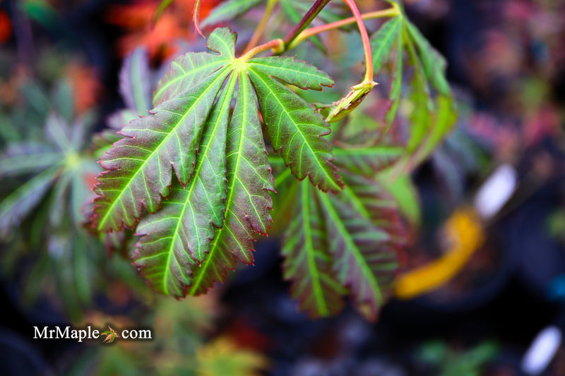 - Acer shirasawanum 'Bronze Age' Bronze Full Moon Japanese Maple - Mr Maple │ Buy Japanese Maple Trees