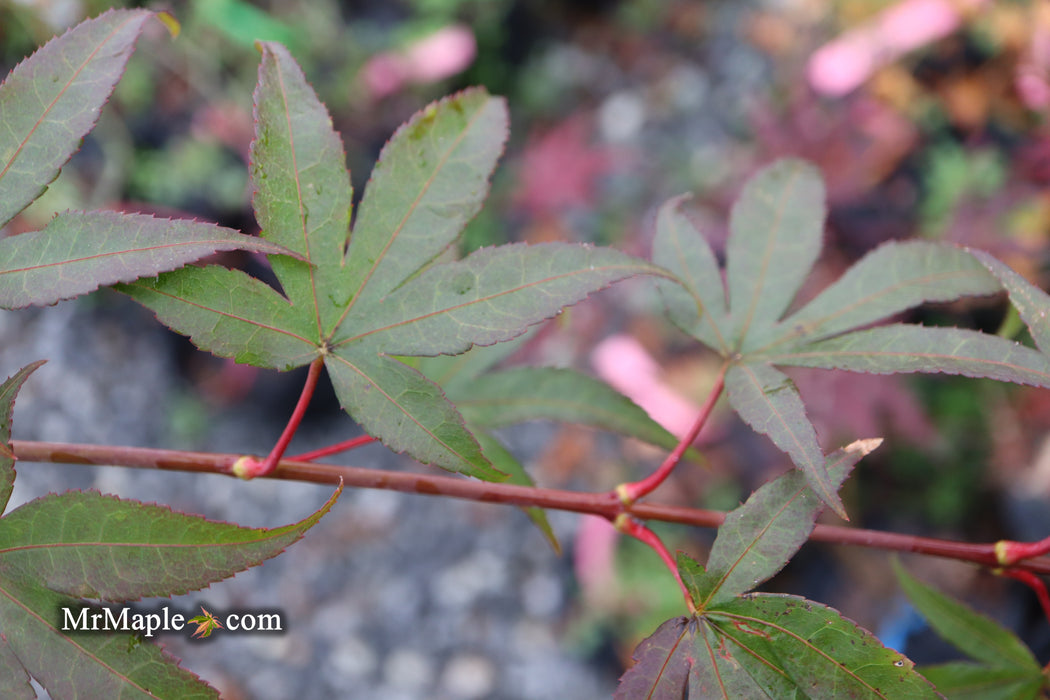 Acer palmatum x shirasawanum ‘Green Flag' Japanese Maple