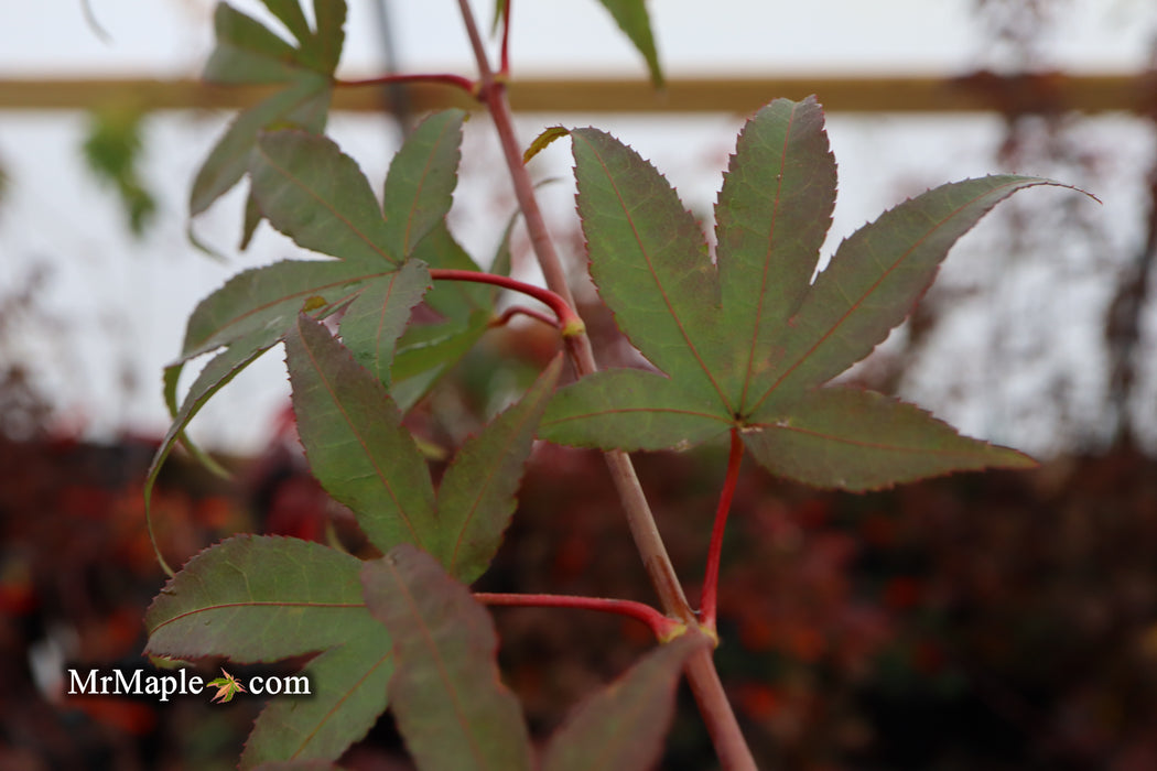Acer palmatum x shirasawanum ‘Green Flag' Japanese Maple