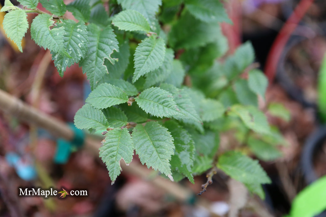 Ulmus parvifolia 'Jaqueline Hillier' Dwarf Small Leaf Chinese Elm