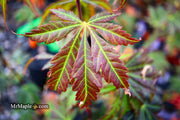 - Acer shirasawanum 'Bronze Age' Bronze Full Moon Japanese Maple - Mr Maple │ Buy Japanese Maple Trees