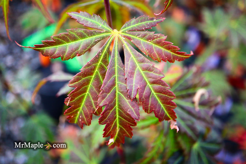 - Acer shirasawanum 'Bronze Age' Bronze Full Moon Japanese Maple - Mr Maple │ Buy Japanese Maple Trees