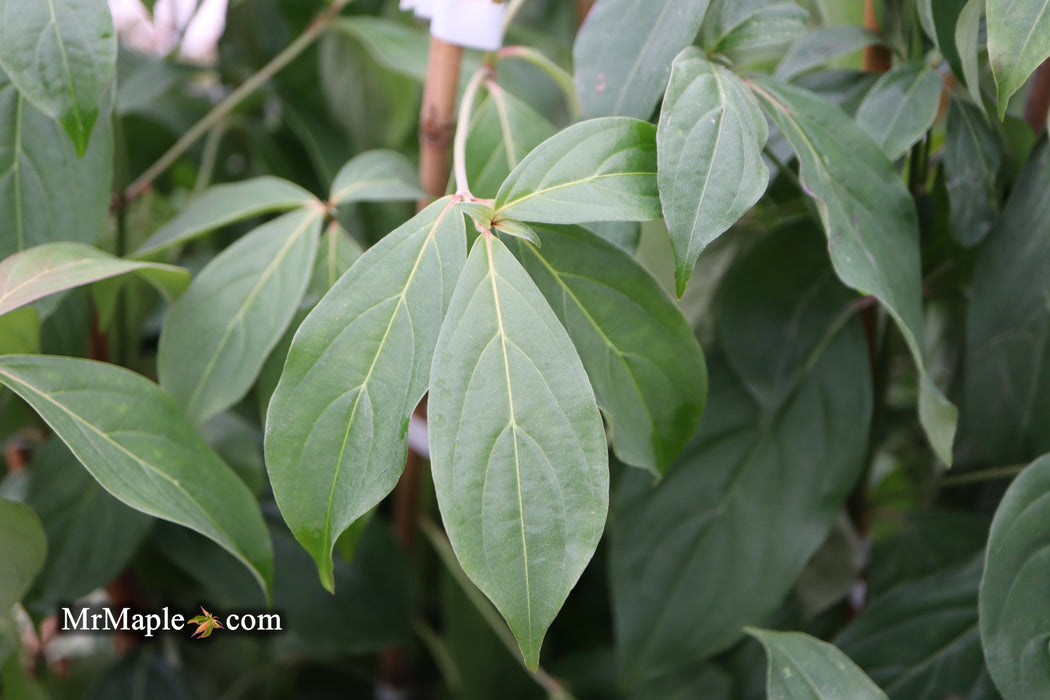 Cornus capitata 'Mountain Moon' Chinese Evergreen Dogwood