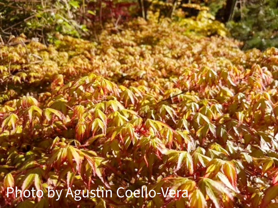 Acer palmatum 'Shishiohime' Dwarf Japanese Maple