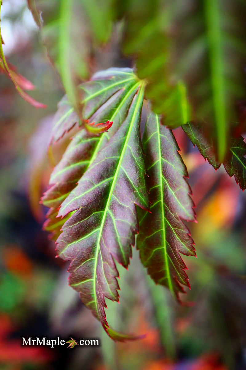 - Acer shirasawanum 'Bronze Age' Bronze Full Moon Japanese Maple - Mr Maple │ Buy Japanese Maple Trees