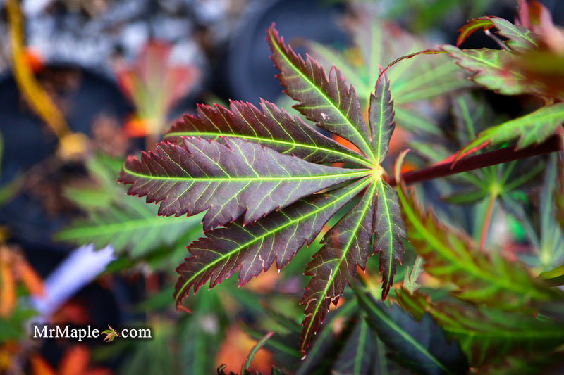 - Acer shirasawanum 'Bronze Age' Bronze Full Moon Japanese Maple - Mr Maple │ Buy Japanese Maple Trees