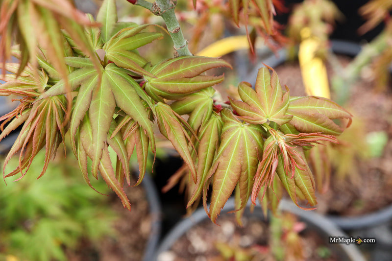 Acer palmatum 'Mikawa yatsubusa Seedlings' - Bronze Spring Color