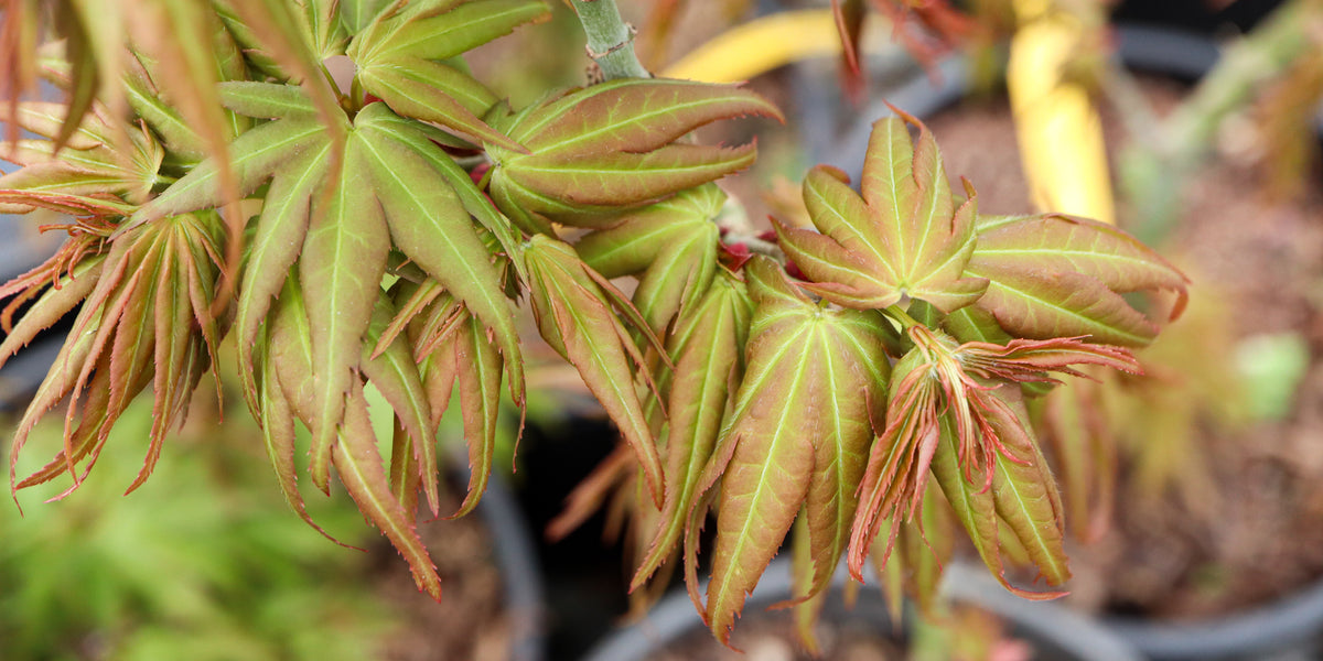 Buy Acer palmatum Mikawa yatsubusa Seedlings - Spring Color — Mr