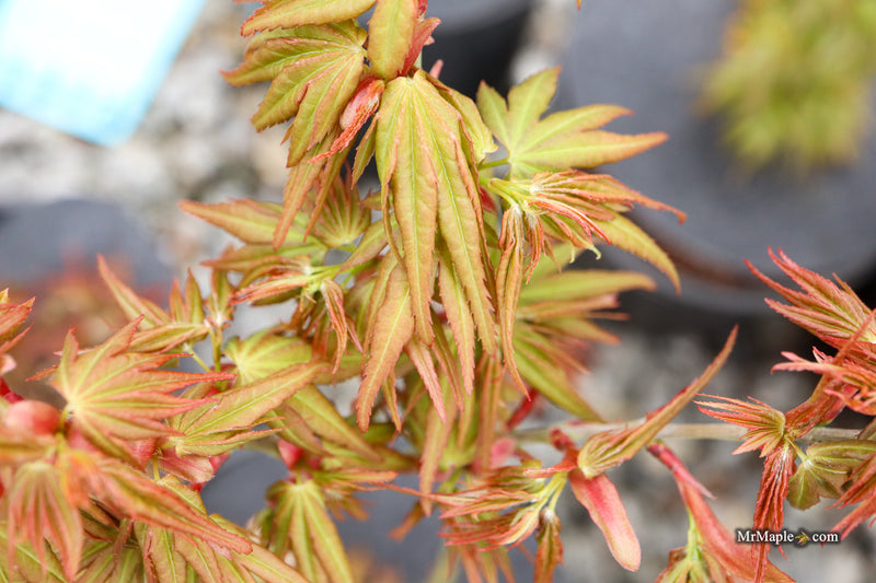 Acer palmatum 'Mikawa yatsubusa Seedlings' - Bronze Spring Color
