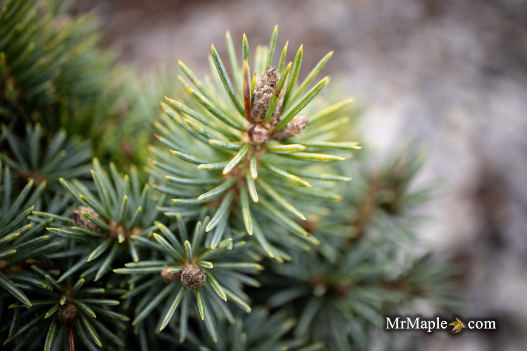 Picea pungens ‘Brynek' Colorado Spruce