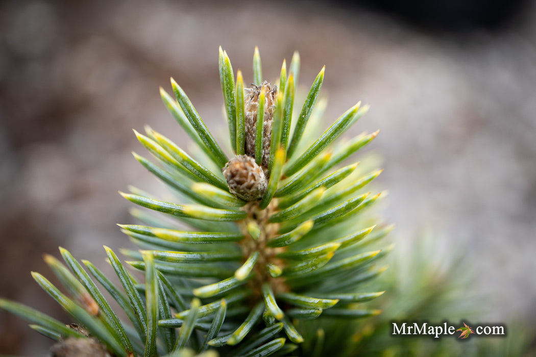 Picea pungens ‘Brynek' Colorado Spruce