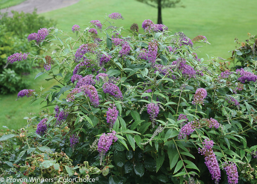 - Buddleia X 'Purple Haze' Lo & Behold® Purple Flowering Butterflybush - Mr Maple │ Buy Japanese Maple Trees